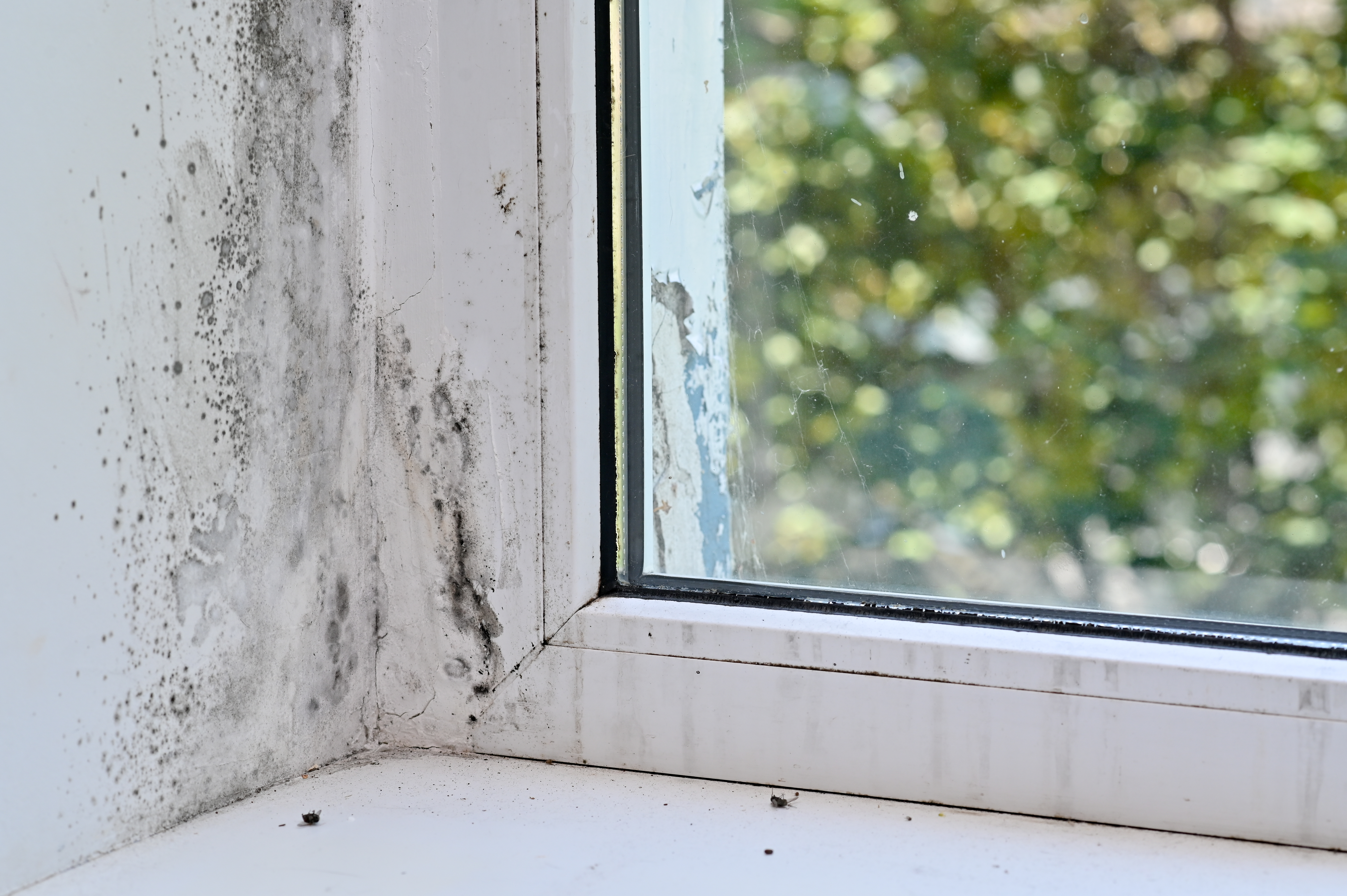Quin Projects Mould Remediation - Professional Mould Remediation Services Sydney